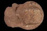 Jurassic Ammonite (Hildoceras) Fossil #117205-1